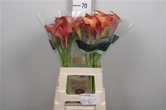 Zant Captain Trinity 70cm