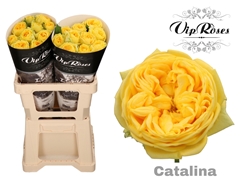 R Gr Catalina X20