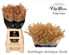 Solidago Antique Gold