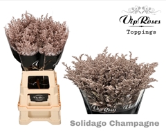 Solidago Champagne