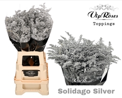 Solidago Silver