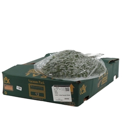 Leatherleaf 50cm