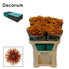Chr G Saffina Dark 70cm 90gram