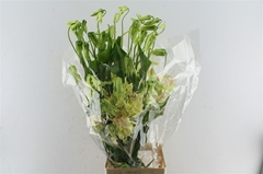 Gloriosa Ov 80cm