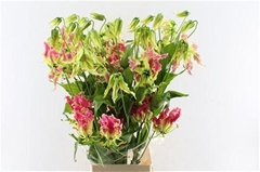 Gloriosa Exot Pink 80cm