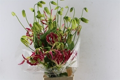 Gloriosa Exot Pink 80cm