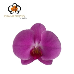 Phal Happy Valentina 40cm