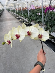 Phal Other Per Tak 80cm