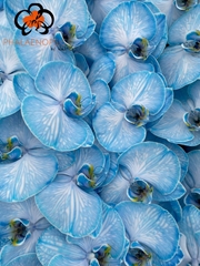 Phal Other Per Tak 80cm