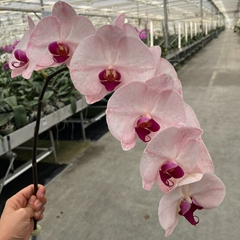 Phal Other Per Tak 80cm
