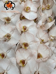 Phal Other Per Tak 80cm