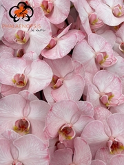 Phal Other Per Tak 80cm