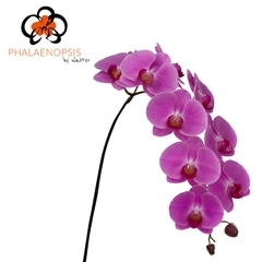 Phal Happy Valentina 80cm
