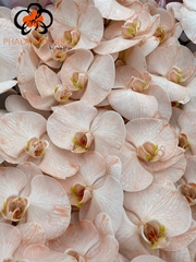 Phal Other Per Tak 80cm