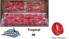 Anth A Tropical 55cm 11cm Ø