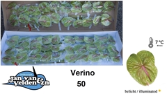 Anth A Verino 50cm 9cm Ø