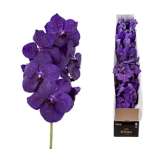 Vanda Tayan M D Blue 25cm