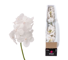 Vanda Tayan Diam Whi 20cm