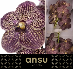 Vanda Su Choc Brown 30cm