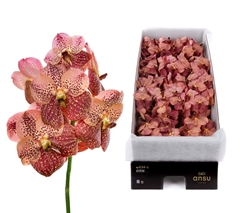 Vanda Su Leop Coral 25cm