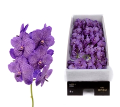 Vanda Su Lave Sprink 25cm