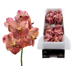 Vanda Su Leop Coral 25cm