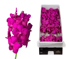 Vanda Cerise Magic 20cm