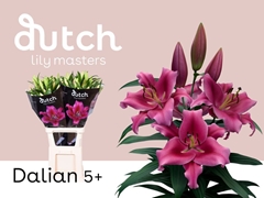 Li Ot Dalian 95cm 55+