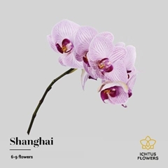 Phal Shanghai 45cm