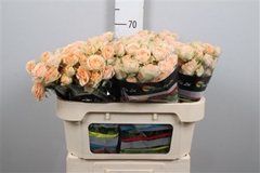 R Tr Holly 70cm