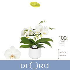 Phal Ov Wit 12Ø 50cm