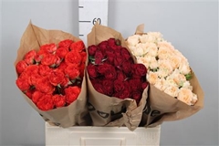 R Tr Mixed In Box 60cm 55+