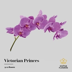 Phal T Victo Princes 75cm