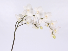 Phal Other Per Tak 75cm
