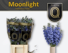 Delph El Delp Moonli 60cm 23