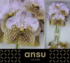 Vanda Di Seash Honey 25cm