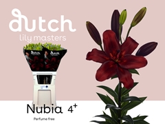 Li La Nubia 90cm 45+