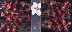 Cymb T Vulcan 80cm 13+