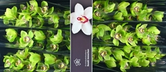 Cymb T Mrs R Hood 80cm 13+