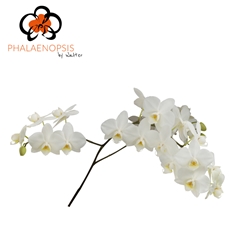 Phal Venice 55cm
