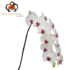 Phal T Ruby Kiss 80cm