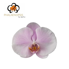Phal Tikal 40cm