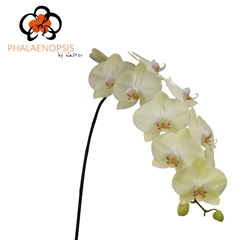 Phal Rising Sun 80cm