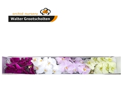 Phal Mixed