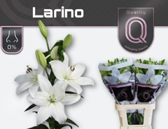 Li La Larino 90cm 45+