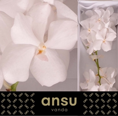 Vanda Kan Ansu No. 1 25cm