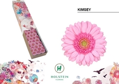 Germini Kimsey 45cm 7cm Ø
