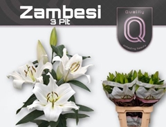 Li Ot Zambesi 85cm 35+
