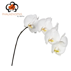 Phal Sensation White 65cm