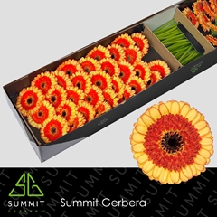 Germini Decora 45cm 7cm Ø
